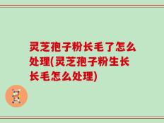 灵芝孢子粉长毛了怎么处理(灵芝孢子粉生长长毛怎么处理)