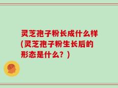灵芝孢子粉长成什么样(灵芝孢子粉生长后的形态是什么？)