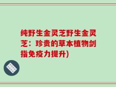 纯野生金灵芝野生金灵芝：珍贵的草本植物剑指免疫力提升)