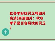 秋冬季好找灵芝吗图片高清(高清图片：秋冬季节是否容易找到灵芝？