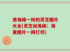 像海绵一样的灵芝图片大全(灵芝如海绵：海量图片一网打尽)