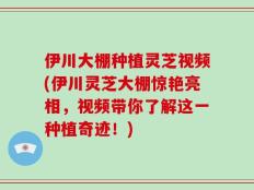 伊川大棚种植灵芝视频(伊川灵芝大棚惊艳亮相，视频带你了解这一种植奇迹！)