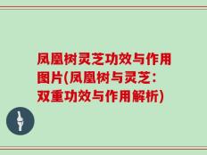 凤凰树灵芝功效与作用图片(凤凰树与灵芝：双重功效与作用解析)