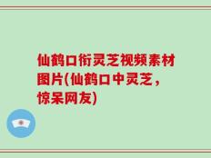 仙鹤口衔灵芝视频素材图片(仙鹤口中灵芝，惊呆网友)