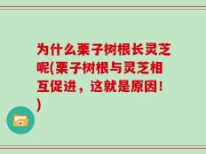 为什么栗子树根长灵芝呢(栗子树根与灵芝相互促进，这就是原因！)