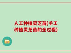 人工种植灵芝苗(手工种植灵芝苗的全过程)