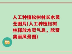 人工种植松树林长木灵芝图片(人工种植松树林释放木灵气息，欣赏美丽风景图)