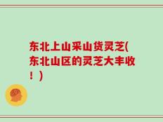 东北上山采山货灵芝(东北山区的灵芝大丰收！)