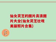 仙女灵芝的图片高清图片大全(仙女灵芝壮观美丽照片合集)