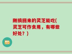 刚摘回来的灵芝能吃(灵芝可作食用，有哪些好处？)
