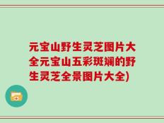 元宝山野生灵芝图片大全元宝山五彩斑斓的野生灵芝全景图片大全)