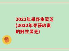 2022年采野生灵芝(2022年寻获珍贵的野生灵芝)