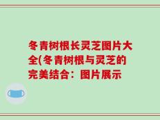 冬青树根长灵芝图片大全(冬青树根与灵芝的完美结合：图片展示