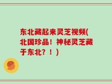 东北藏起来灵芝视频(北国珍品！神秘灵芝藏于东北？！)
