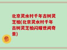 北京灵水村千年古树灵芝柏(北京灵水村千年古树灵芝柏闪耀世间奇景)