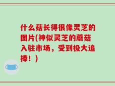 什么菇长得很像灵芝的图片(神似灵芝的蘑菇入驻市场，受到极大追捧！)