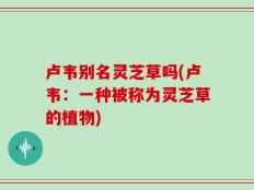 卢韦别名灵芝草吗(卢韦：一种被称为灵芝草的植物)