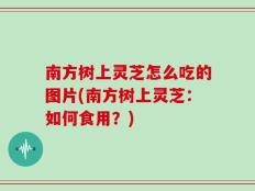 南方树上灵芝怎么吃的图片(南方树上灵芝：如何食用？)