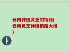 云南种植灵芝的销路(云南灵芝种植销路大增)