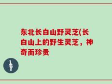 东北长白山野灵芝(长白山上的野生灵芝，神奇而珍贵