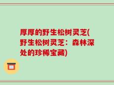 厚厚的野生松树灵芝(野生松树灵芝：森林深处的珍稀宝藏)