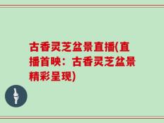 古香灵芝盆景直播(直播首映：古香灵芝盆景精彩呈现)