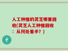 人工种植的灵芝哪里回收(灵芝人工种植回收：从何处着手？)