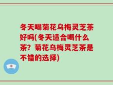 冬天喝菊花乌梅灵芝茶好吗(冬天适合喝什么茶？菊花乌梅灵芝茶是不错的选择)