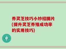 养灵芝技巧小妙招图片(提升灵芝养殖成功率的实用技巧)