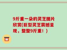 9斤重一朵的灵芝图片欣赏(巨型灵芝震撼呈现，整整9斤重！)