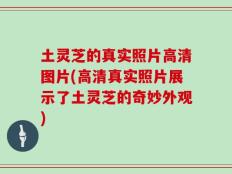 土灵芝的真实照片高清图片(高清真实照片展示了土灵芝的奇妙外观)