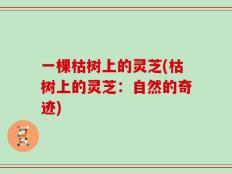 一棵枯树上的灵芝(枯树上的灵芝：自然的奇迹)