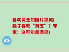 喜欢灵芝的图片搞笑(猴子喜欢“灵芝”？专家：这可能是泥巴)