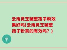 云南灵芝破壁孢子粉效果好吗(云南灵芝破壁孢子粉真的有效吗？)