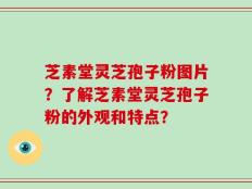 芝素堂灵芝孢子粉图片？了解芝素堂灵芝孢子粉的外观和特点？