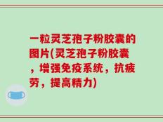 一粒灵芝孢子粉胶囊的图片(灵芝孢子粉胶囊，增强免疫系统，抗疲劳，提高精力)