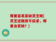 哪里容易紧缺灵芝呢(灵芝近期供不应求，哪里会紧缺？)