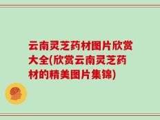 云南灵芝药材图片欣赏大全(欣赏云南灵芝药材的精美图片集锦)