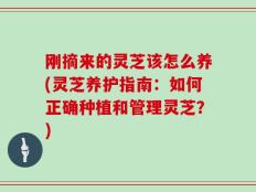 刚摘来的灵芝该怎么养(灵芝养护指南：如何正确种植和管理灵芝？)