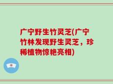 广宁野生竹灵芝(广宁竹林发现野生灵芝，珍稀植物惊艳亮相)