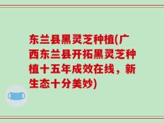 东兰县黑灵芝种植(广西东兰县开拓黑灵芝种植十五年成效在线，新生态十分美妙)