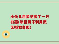 小伙儿用灵芝救了一只白狐(年轻男子利用灵芝拯救白狐)