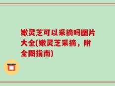 嫩灵芝可以采摘吗图片大全(嫩灵芝采摘，附全图指南)
