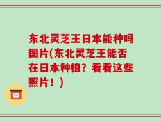 东北灵芝王日本能种吗图片(东北灵芝王能否在日本种植？看看这些照片！)