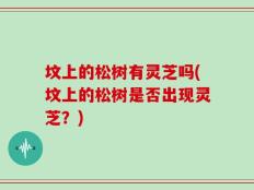 坟上的松树有灵芝吗(坟上的松树是否出现灵芝？)
