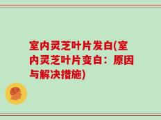 室内灵芝叶片发白(室内灵芝叶片变白：原因与解决措施)