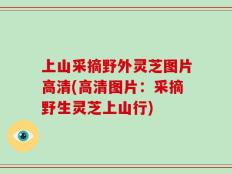 上山采摘野外灵芝图片高清(高清图片：采摘野生灵芝上山行)