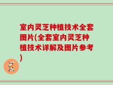 室内灵芝种植技术全套图片(全套室内灵芝种植技术详解及图片参考)