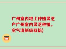 广州室内地上种植灵芝户广州室内灵芝种植，空气清新吸双倍)