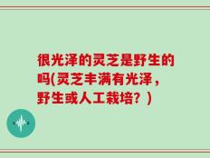 很光泽的灵芝是野生的吗(灵芝丰满有光泽，野生或人工栽培？)